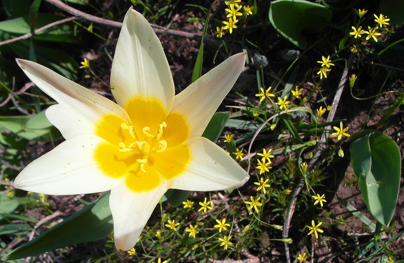 Изображение особи Tulipa berkariensis.