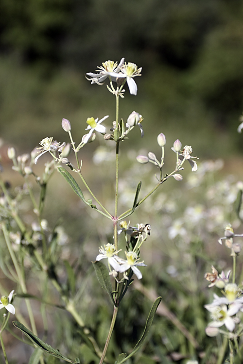 Image of Clematis songorica specimen.