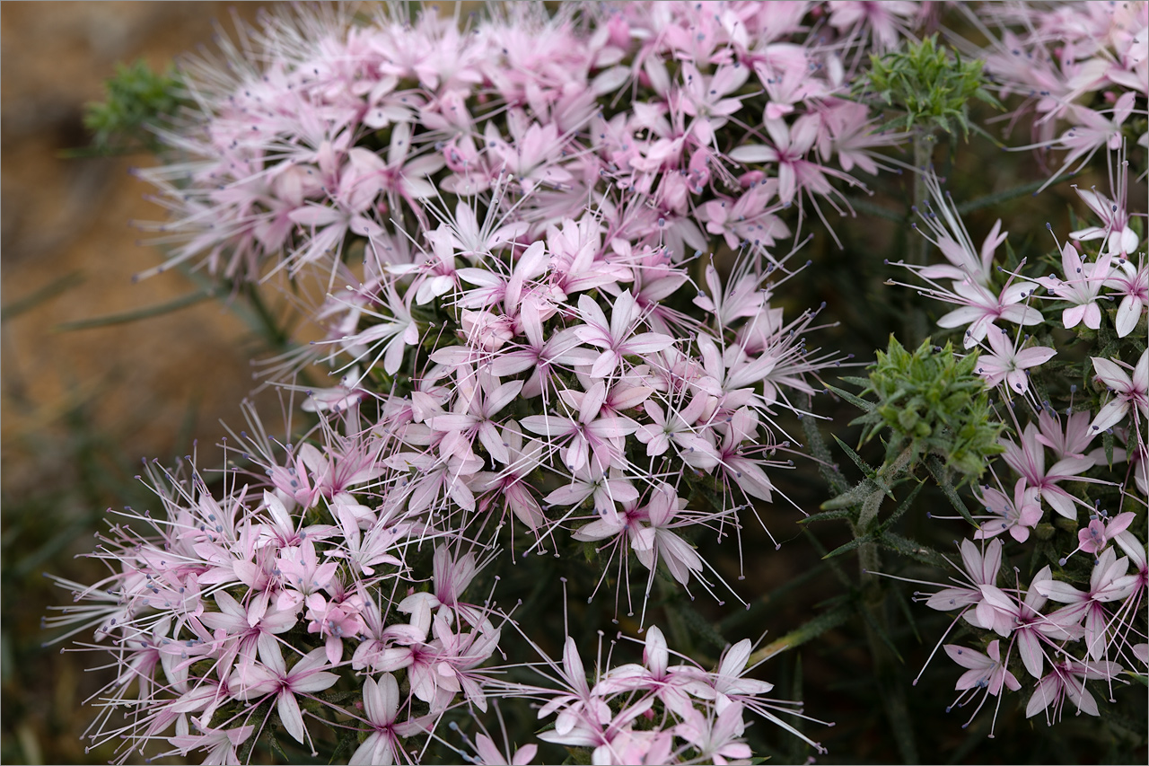 Image of Acanthophyllum pungens specimen.