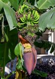 Musa acuminata. Соцветие и соплодие с незрелыми плодами. Египет, мухафаза Кена, г. Луксор, в культуре. 06.05.2023.