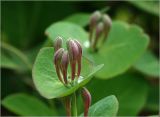 Lonicera caprifolium. Соцветие с бутонами. Московская обл., Раменский р-н, окр. дер. Хрипань, садовый участок. 24.05.2023.