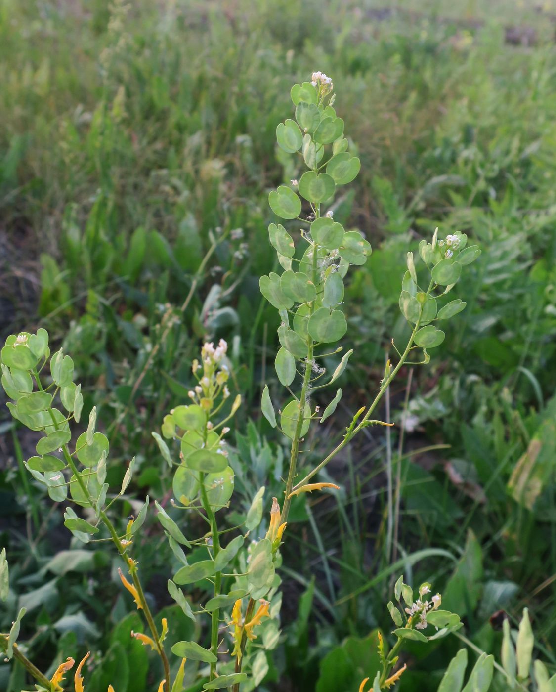 Image of Thlaspi arvense specimen.