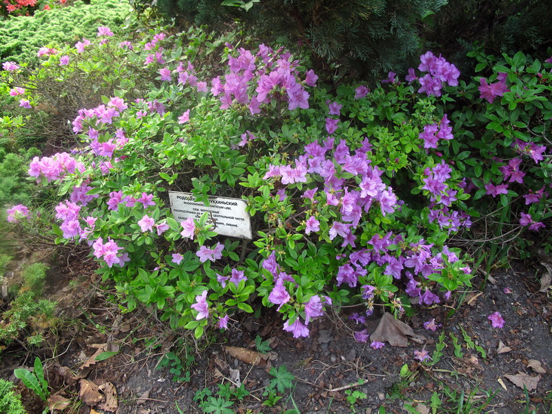 Изображение особи Rhododendron poukhanense.