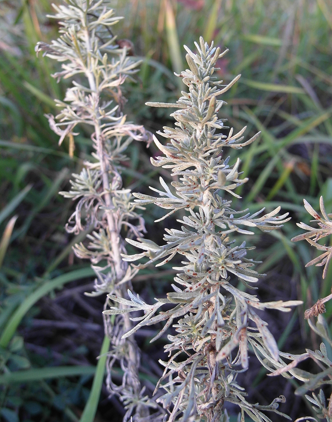 Image of Artemisia austriaca specimen.