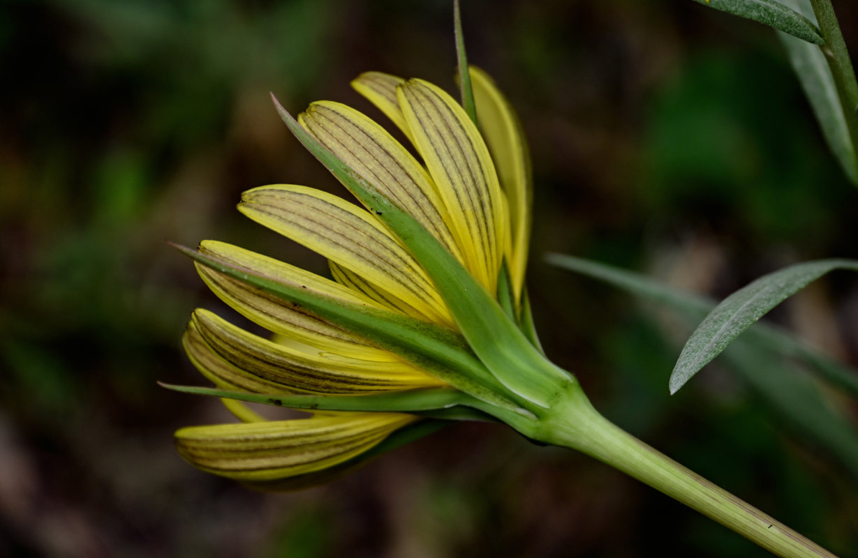 Изображение особи род Tragopogon.