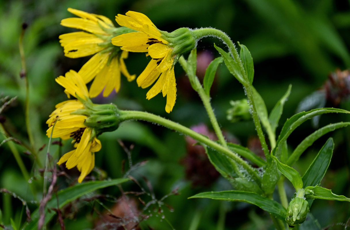 Изображение особи Arnica sachalinensis.