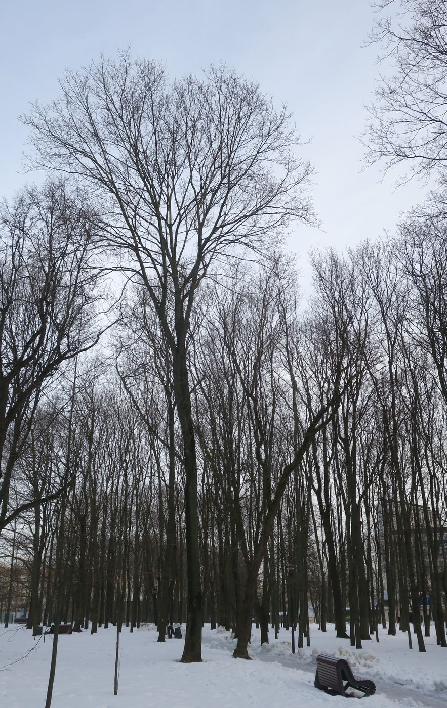 Image of Tilia cordata specimen.