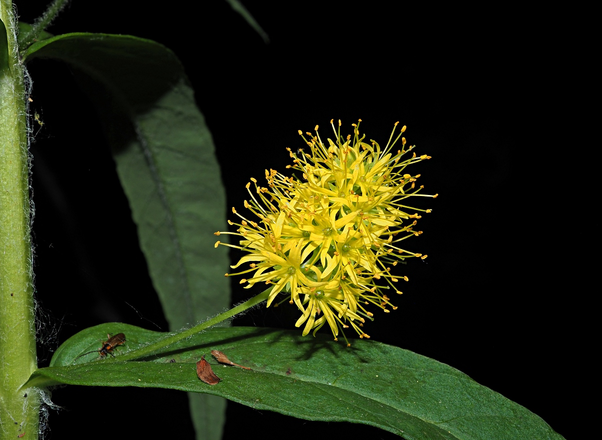 Image of Naumburgia thyrsiflora specimen.