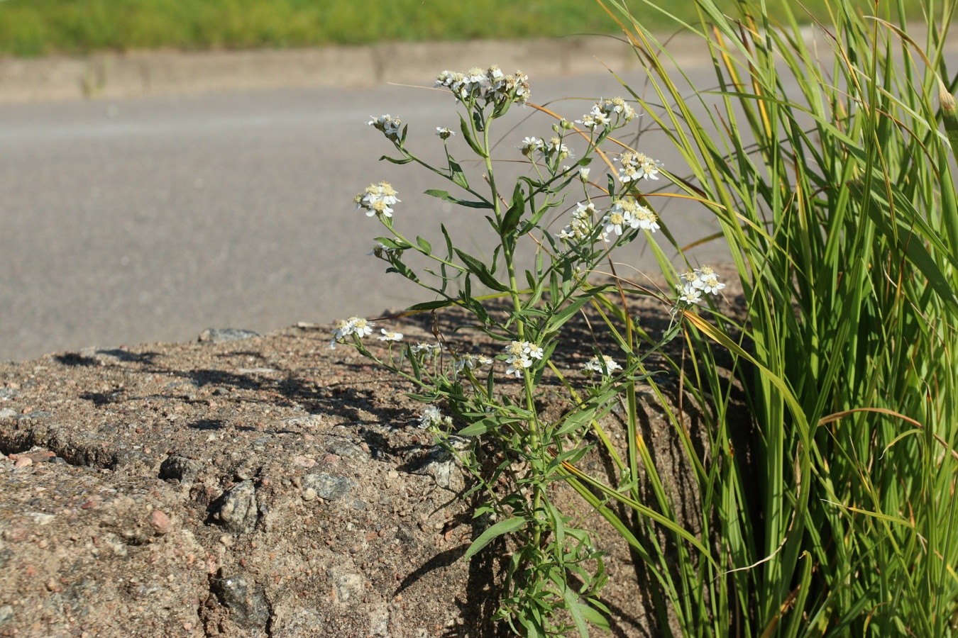 Изображение особи Achillea cartilaginea.