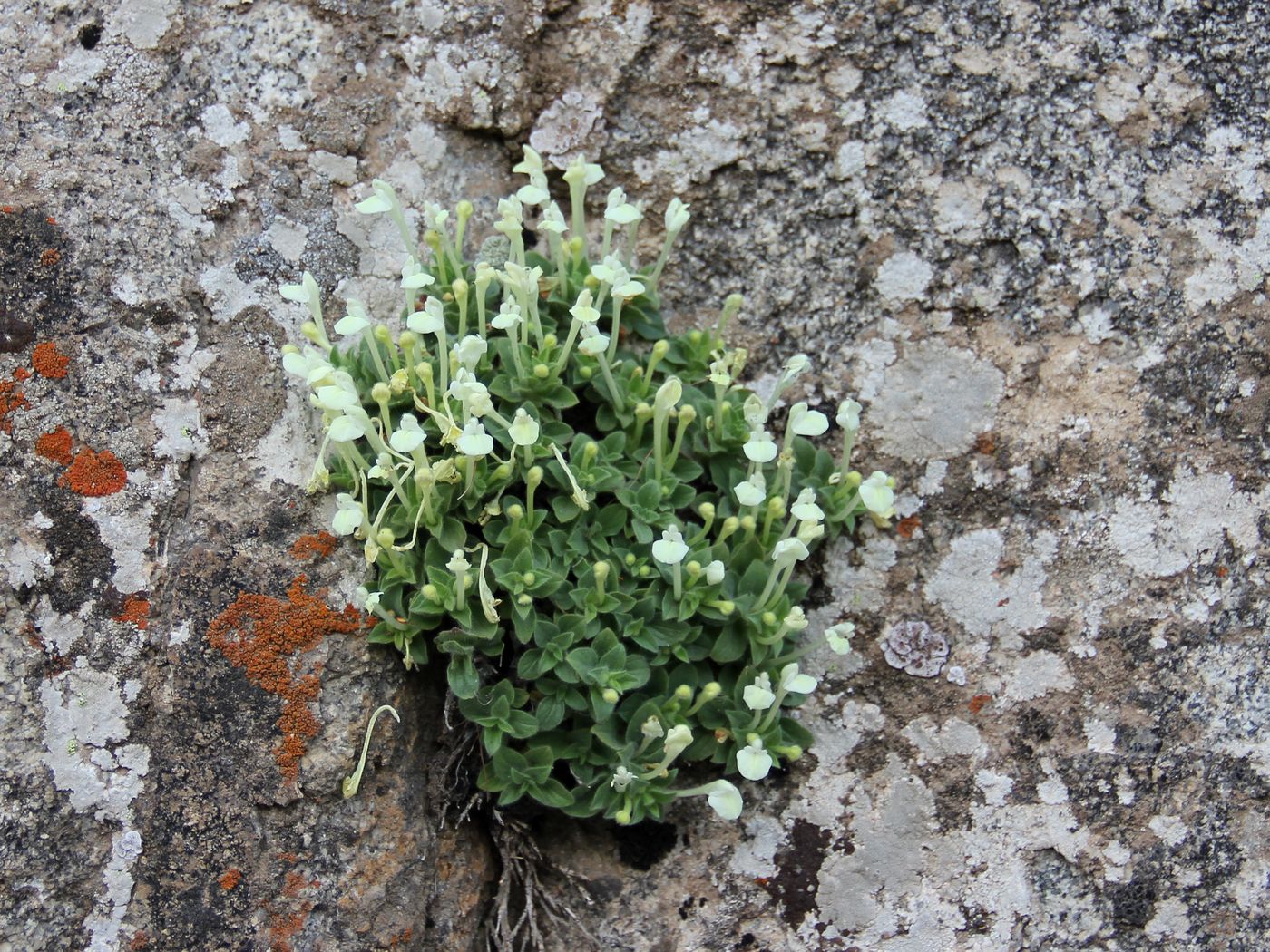 Изображение особи Scutellaria immaculata.