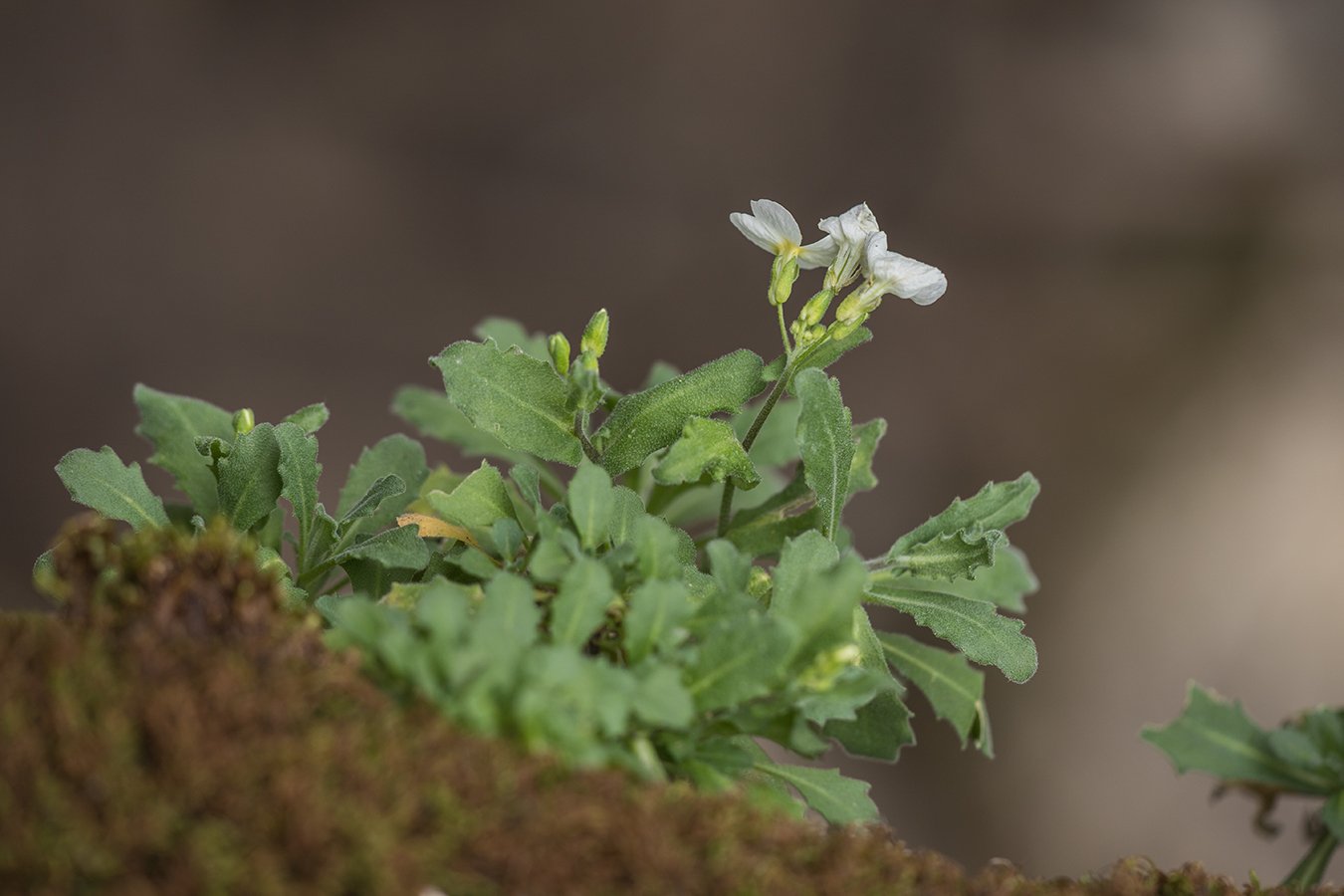 Image of Arabis caucasica specimen.