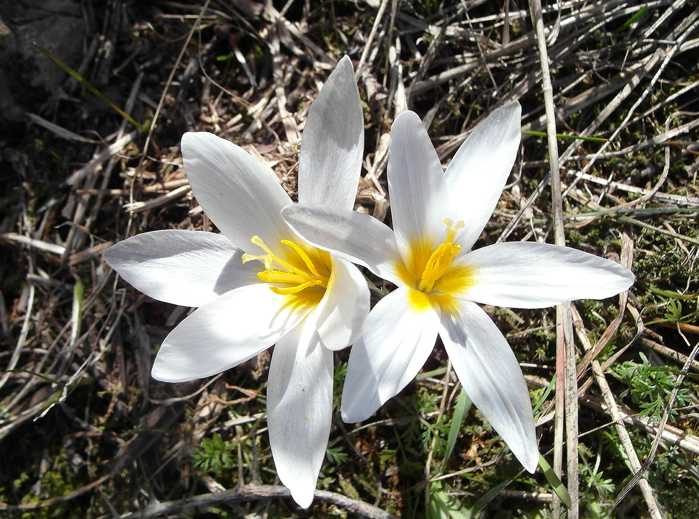 Изображение особи Crocus alatavicus.