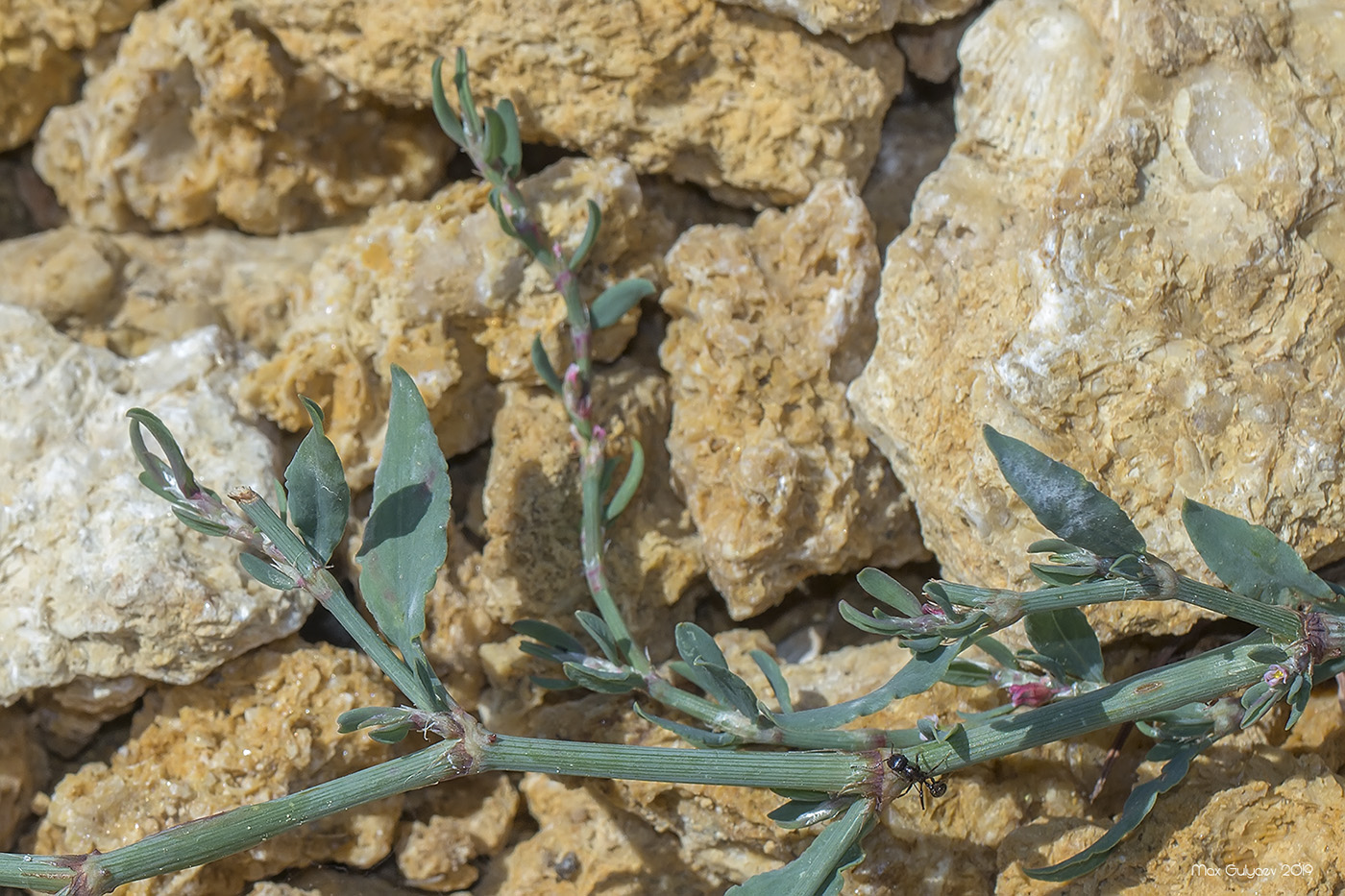 Image of Polygonum patulum specimen.