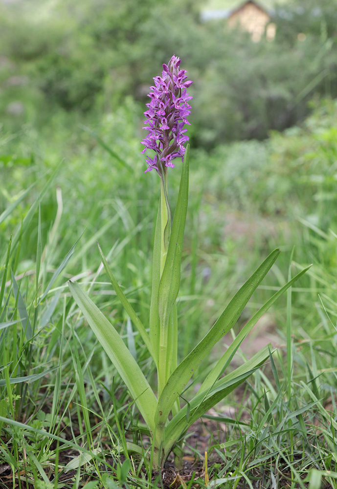 Изображение особи Dactylorhiza incarnata.