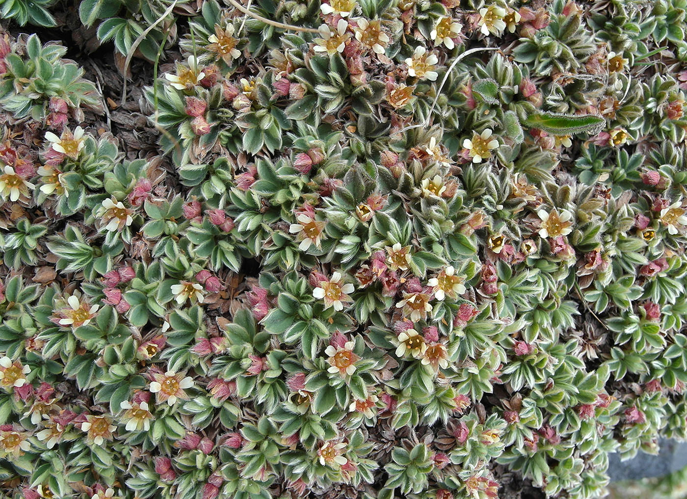 Image of Sibbaldia tetrandra specimen.