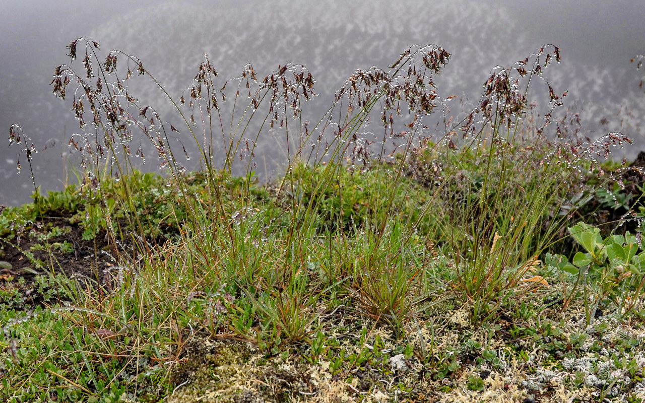 Image of Poa malacantha specimen.