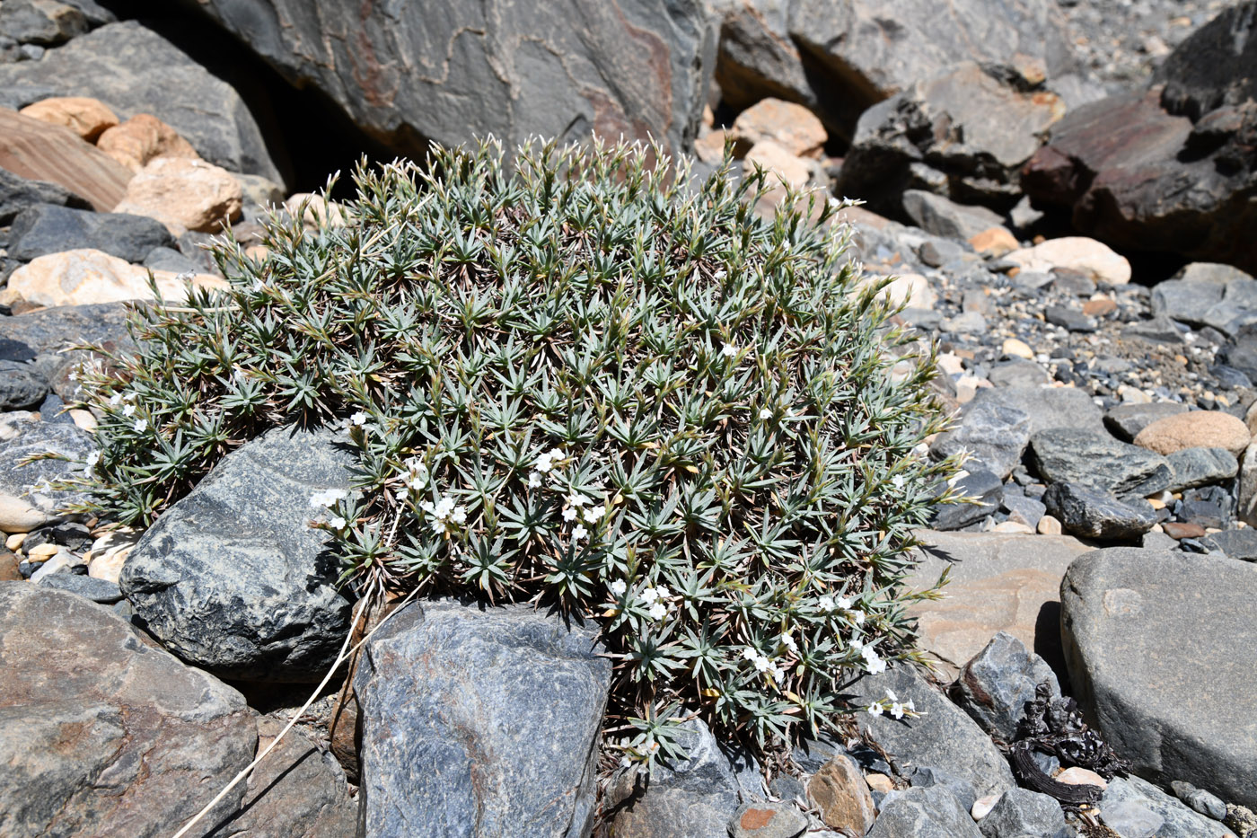 Image of Acantholimon alexeenkoanum specimen.