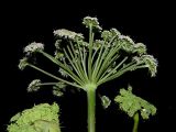 Angelica sylvestris