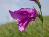 Gladiolus tenuis. Цветок. Карачаево-Черкесия, Зеленчукский р-н, гора Джисса, ≈ 1600 м н.у.м., субальпийский луг. 14.06.2024.