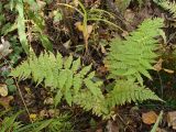 genus Athyrium. Вегетирующее растение. Хабаровский край, окр. г. Комсомольск-на-Амуре, Силинский лесопарк. 23.09.2024.