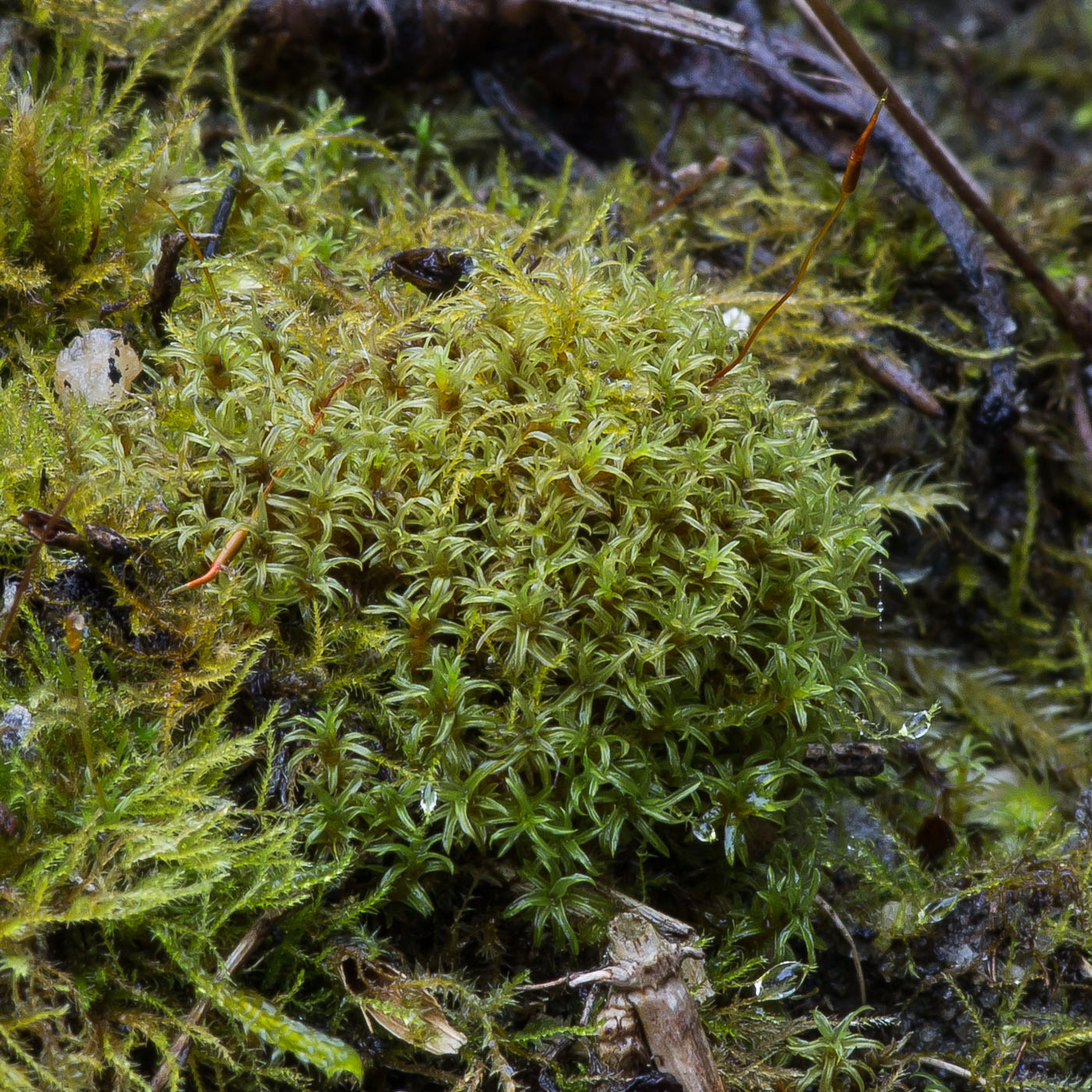 Изображение особи Barbula unguiculata.