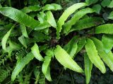 Phyllitis scolopendrium