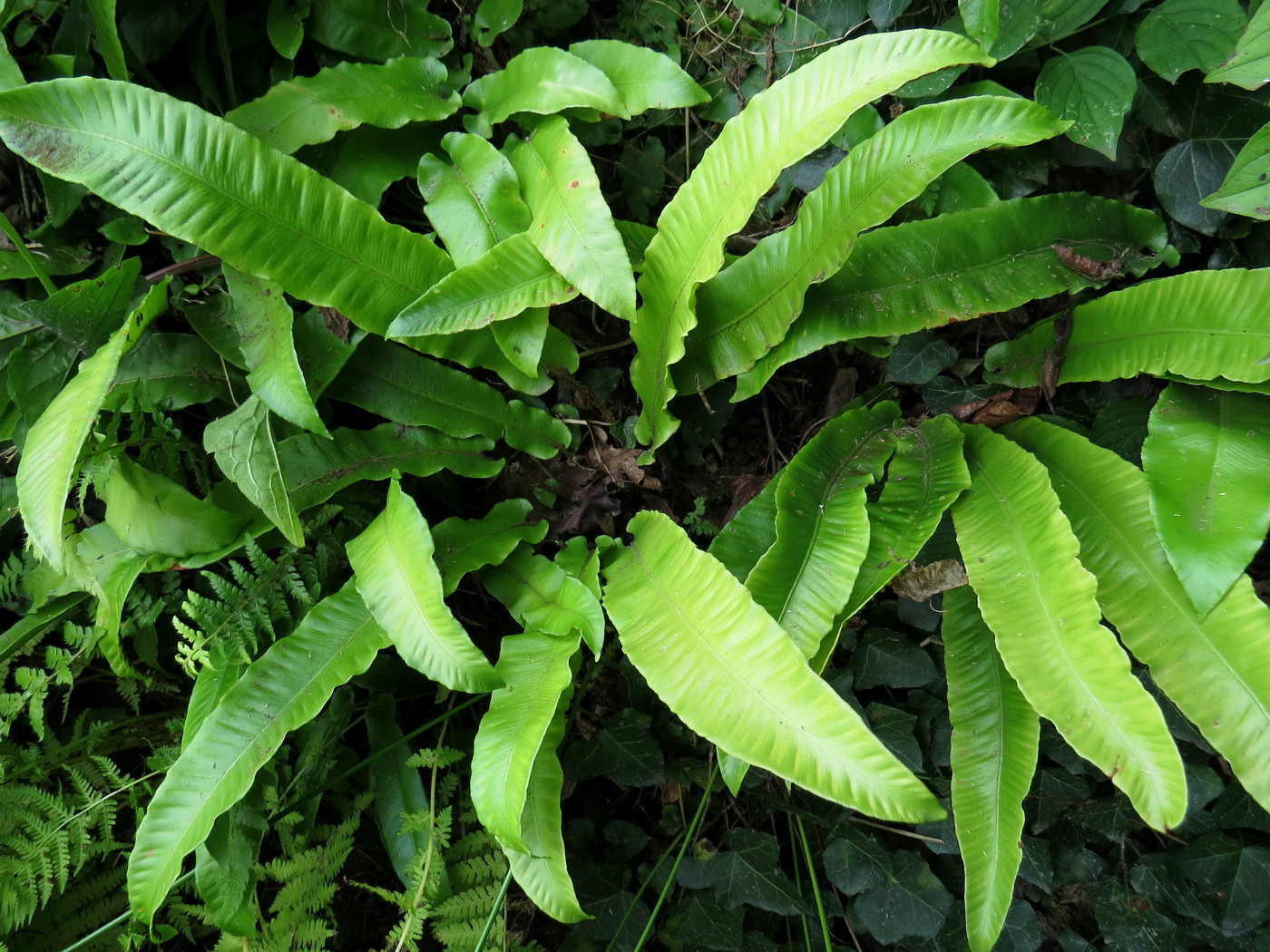 Image of Phyllitis scolopendrium specimen.