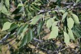 Celtis caucasica