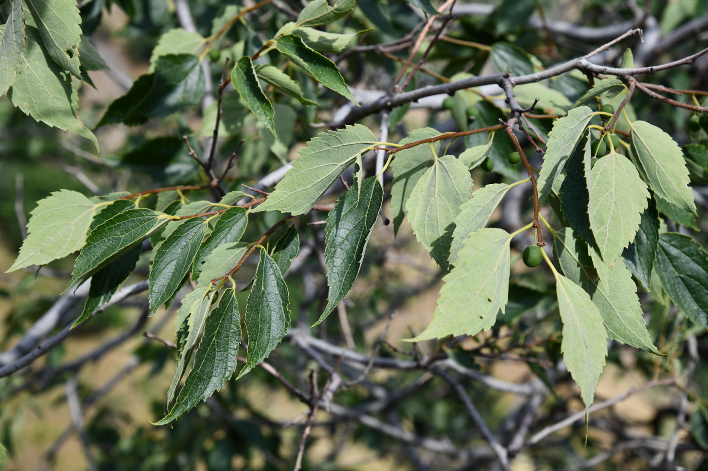 Изображение особи Celtis caucasica.