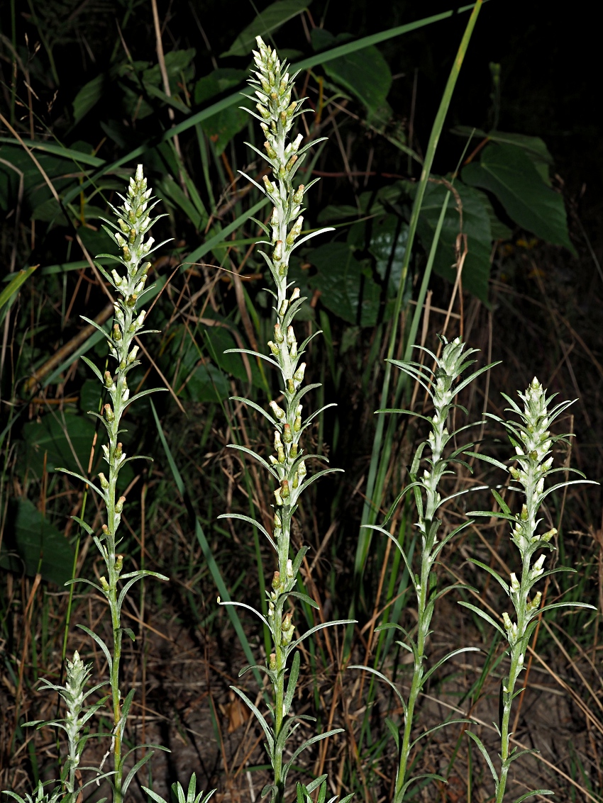 Image of Omalotheca sylvatica specimen.