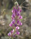 Oxytropis kasakorum