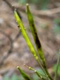 Cardamine quinquefolia. Плод с тлями. Крым, городской округ Алушта, окр. Ангарского перевала, просека под ЛЭП. 27.05.2024.