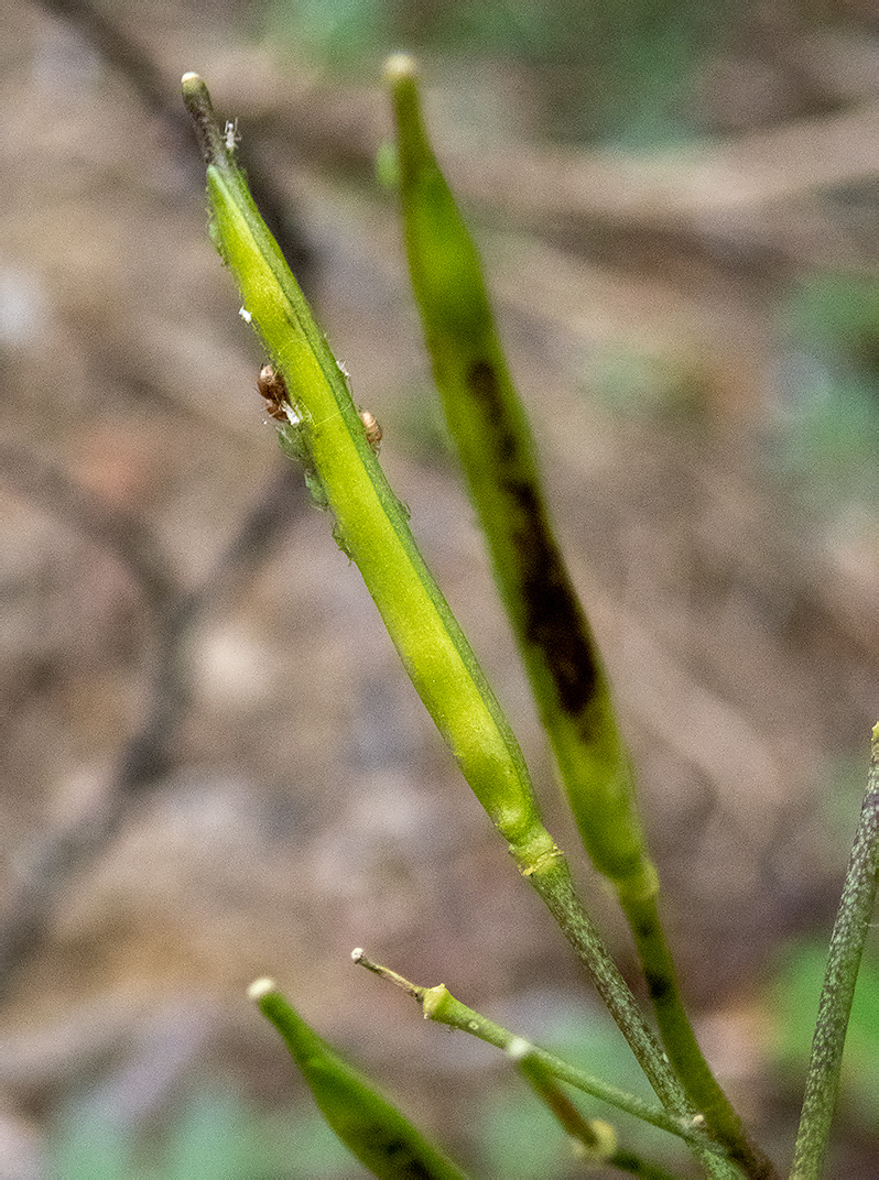 Изображение особи Cardamine quinquefolia.