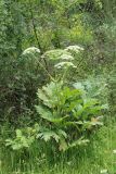 Heracleum lehmannianum