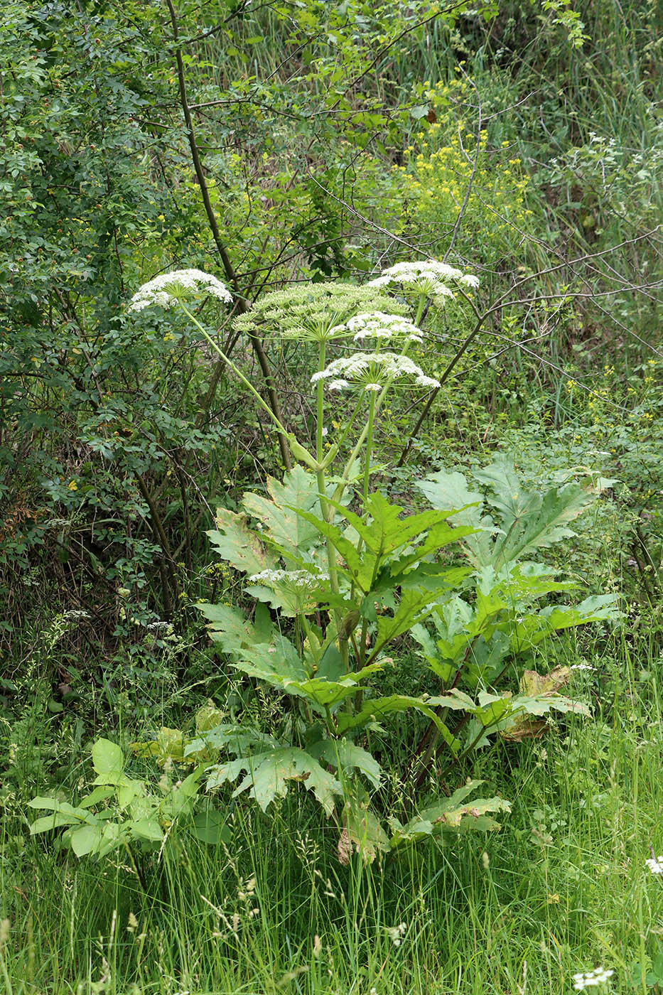 Image of Heracleum lehmannianum specimen.