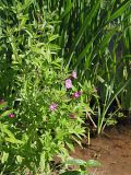 Epilobium hirsutum