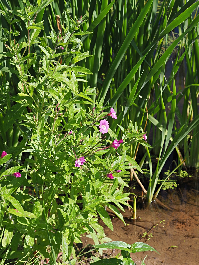 Изображение особи Epilobium hirsutum.