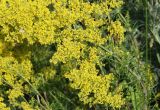 Galium verum. Часть соцветия и стебля с мутовками листьев. Крым, Ленинский р-н, окр. с. Курортное, степь. 12.06.2021.