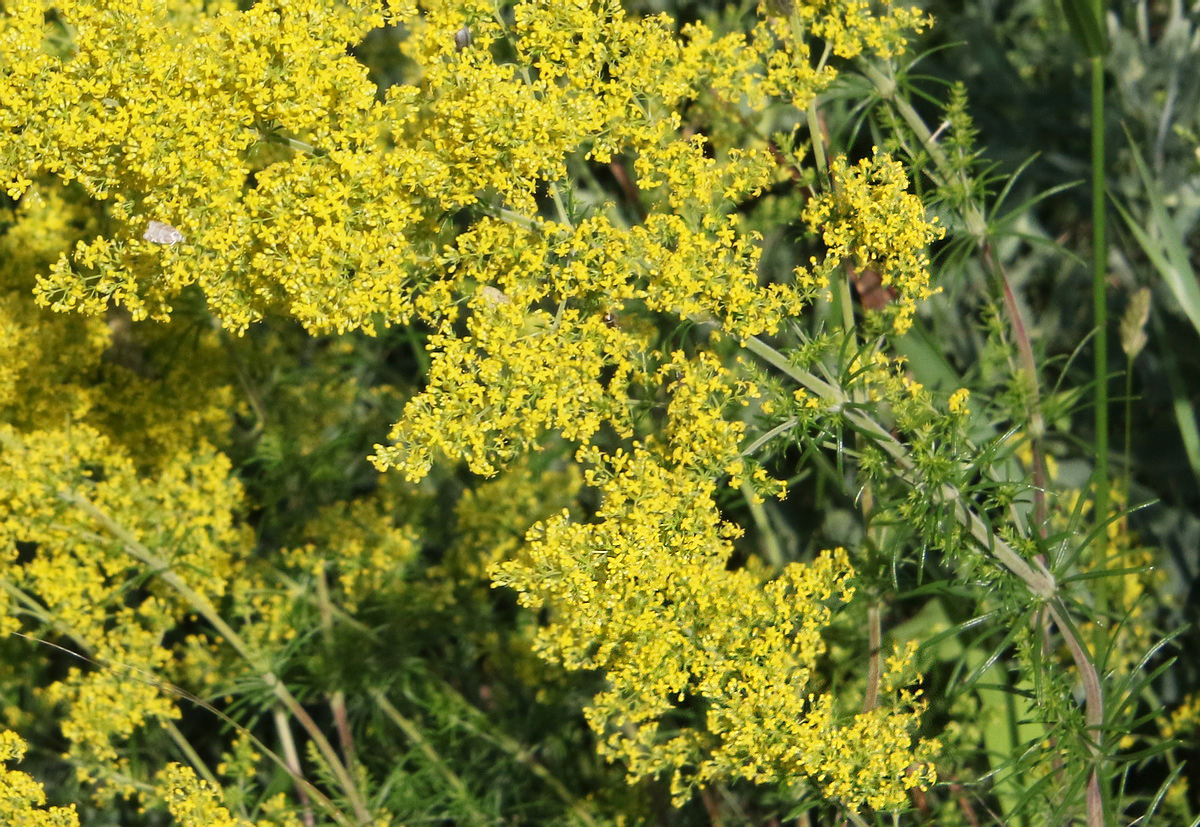 Изображение особи Galium verum.