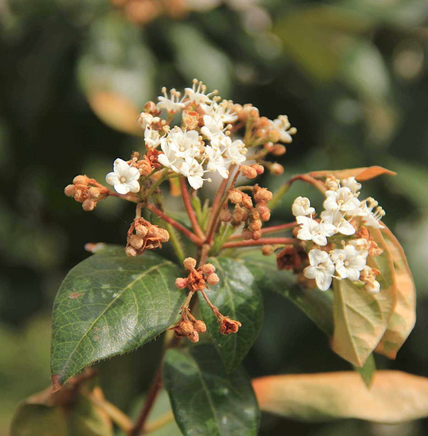Изображение особи Viburnum tinus.
