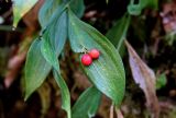 Ruscus colchicus