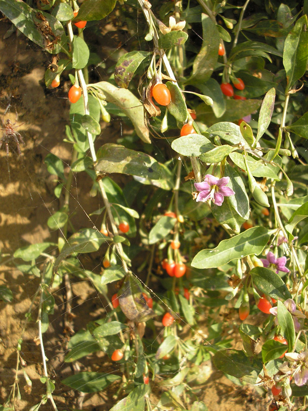 Изображение особи Lycium barbarum.