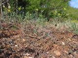View full-size image Trigonella striata