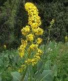 View full-size image Ligularia heterophylla