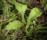 Смотреть изображение Cirsium oleraceum