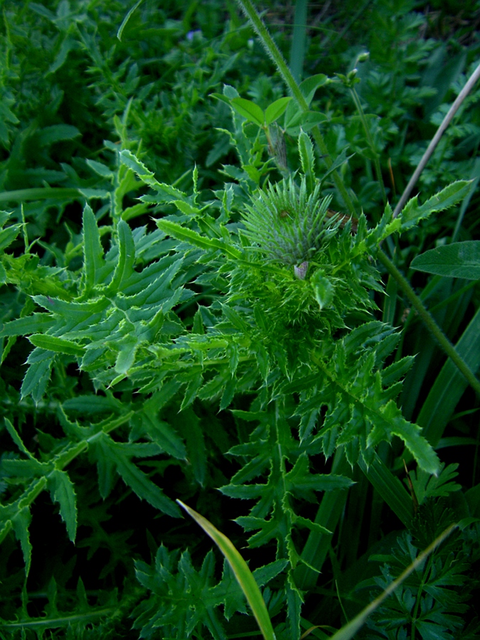 Image of genus Carduus specimen.