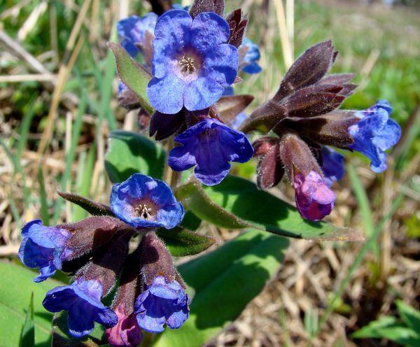 Image of Pulmonaria mollis specimen.