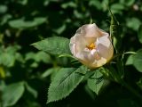 View full-size image genus Rosa
