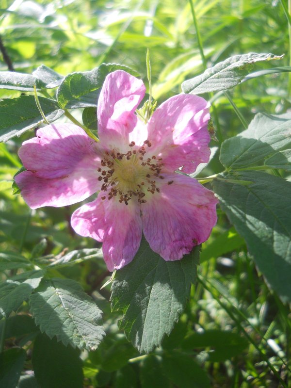 Изображение особи Rosa cinnamomea.