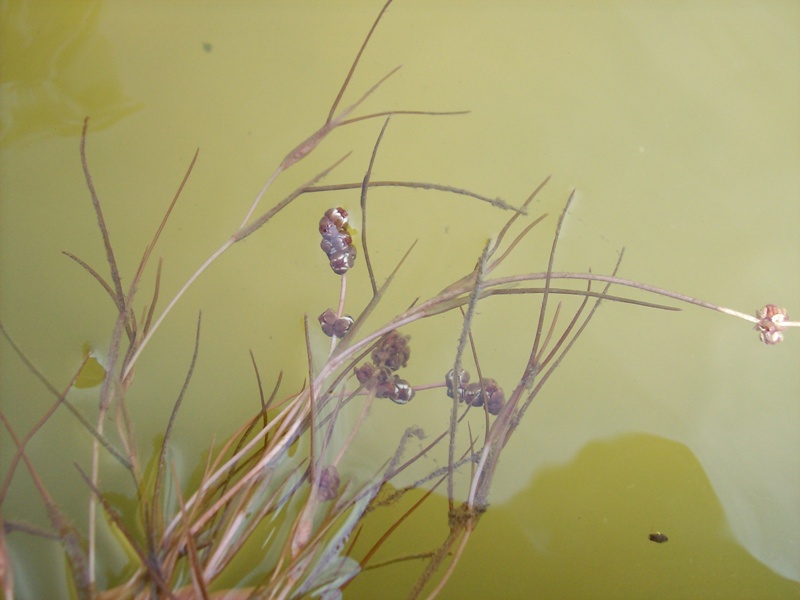 Image of Potamogeton pectinatus specimen.